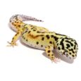 Leopard Gecko