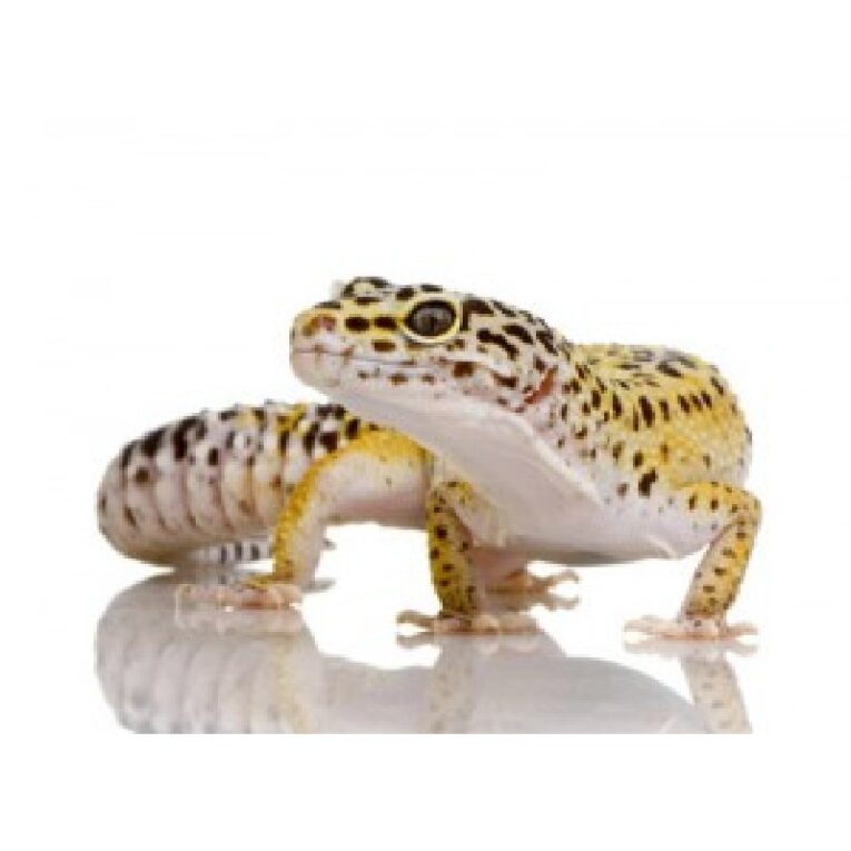 Leopard gecko (2)