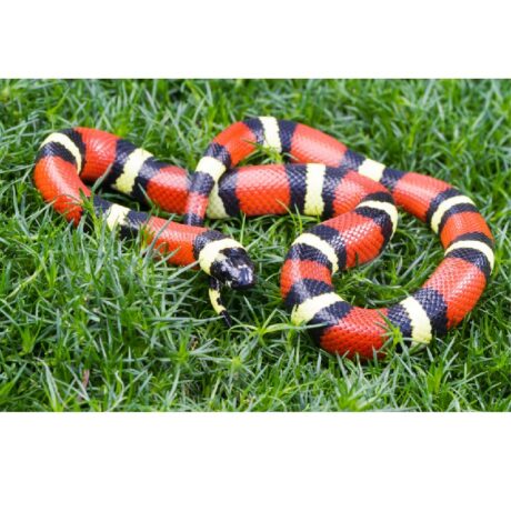 Milk Snake