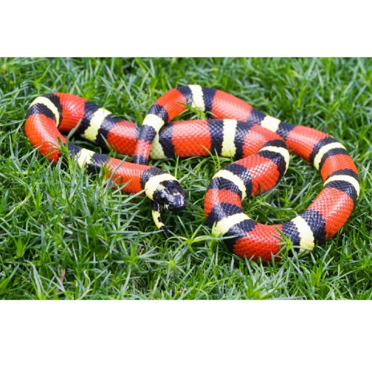 Milk Snake