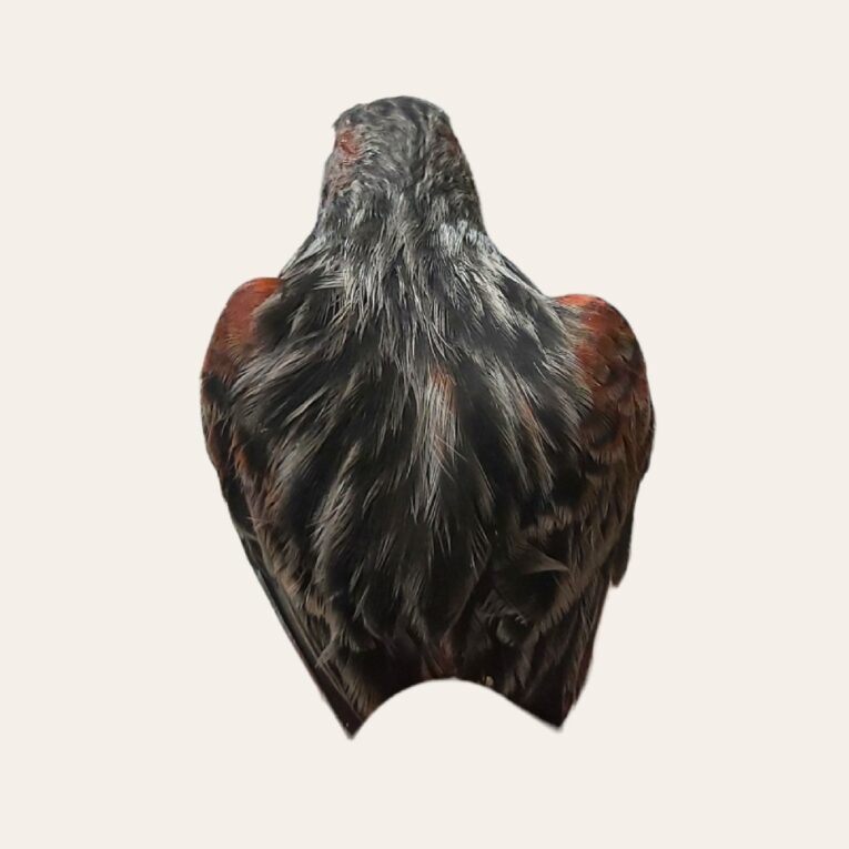 PETHELLAS_Καναρίνι Μαυροκόκκινο Ιζαμπέλ