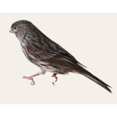 Καναρίνι Μαυροκόκκινο Ιζαμπέλ