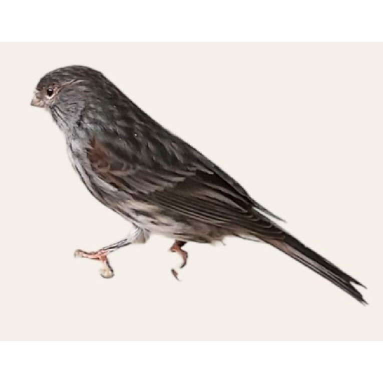 PETHELLAS_Καναρίνι Μαυροκόκκινο Ιζαμπέλ.,