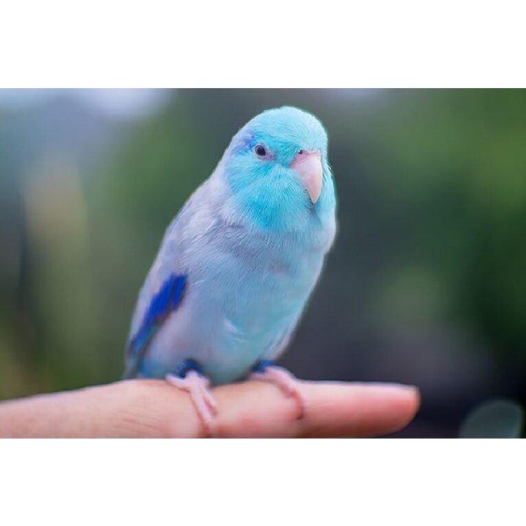 Pacific Parrotlet