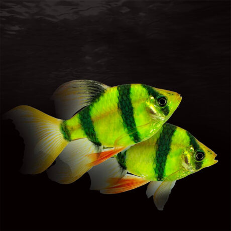 Τιγράκια Πράσινα 4-5cm