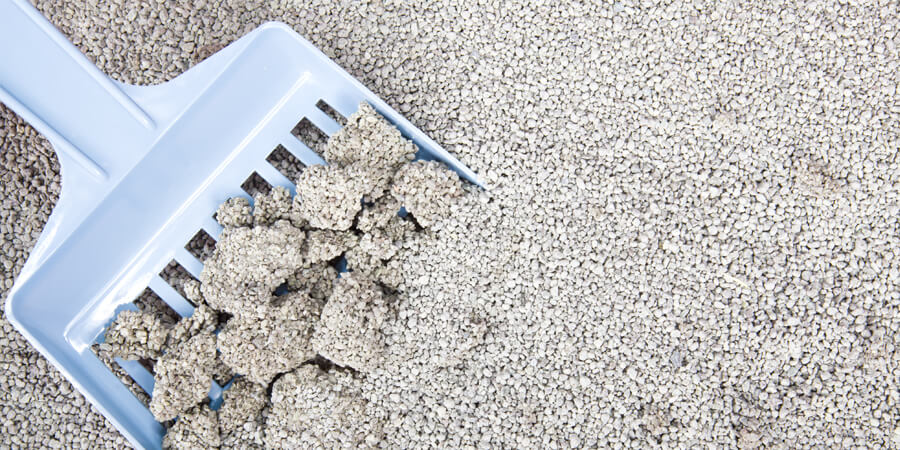 Wbcl Web 2014 Blog What Is Cat Litter Made Of