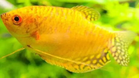 Gold Gourami Care