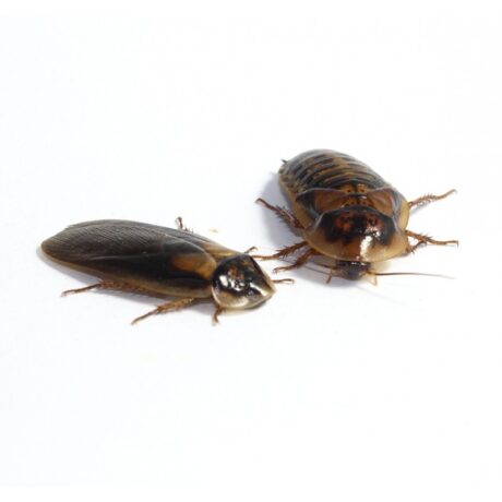 Blaptica Dubia Κατσαρίδες 10τμχ