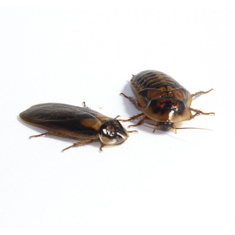 blatta-dubia