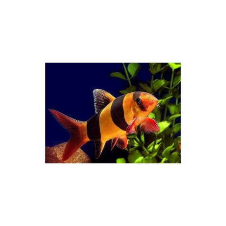 Clown Loach (Chromobotia Macracanthus) 4-5cm