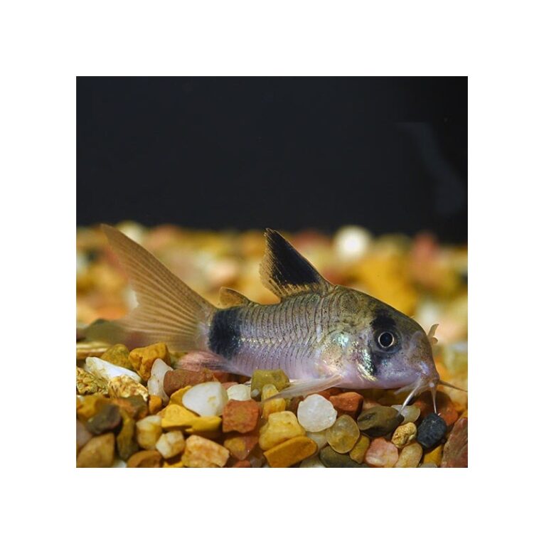 corydoras-panda-2-25cm