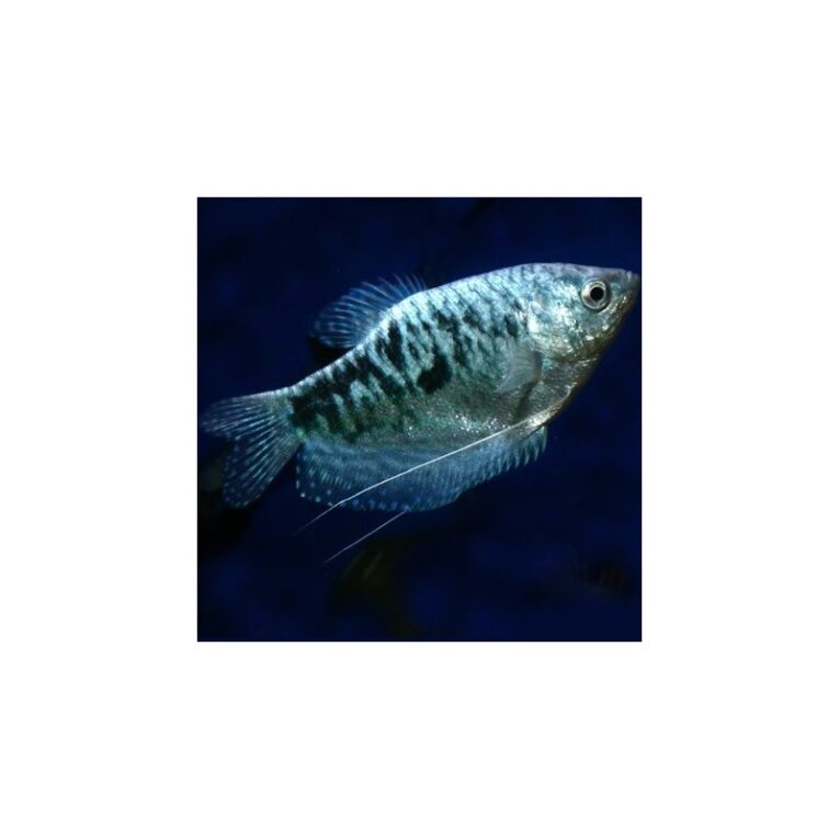 gourami-blue-5-6cm