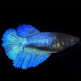 Lg_114413_Halfmoon_Betta