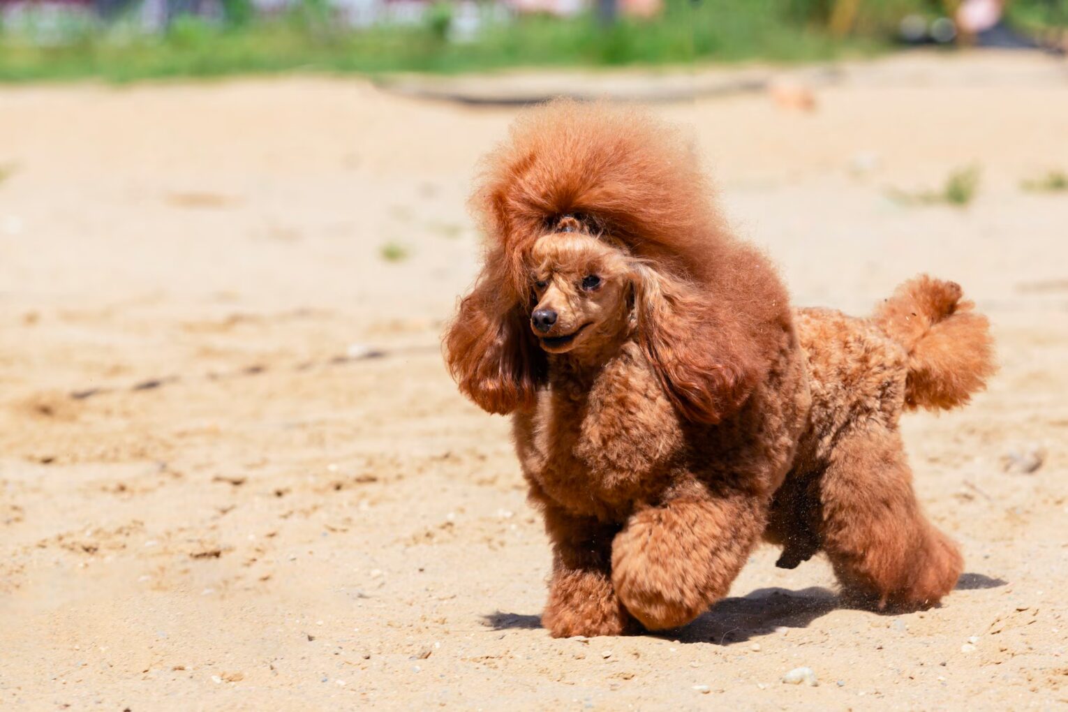 Miniature Poodle 3