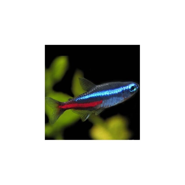 neon-tetra-paracheirodon-innesi-15-2cm