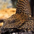 Plecostomus-Catfish-Leopard