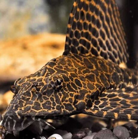 Plecostomus Gibbiceps  Leopard 6-7cm