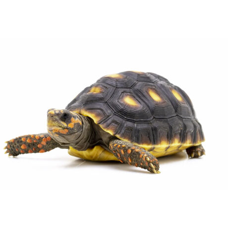 Red-Footed Tortoise 6-7 cm