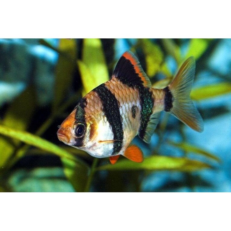 tiger-barb-puntius-tetrazona3-4cm