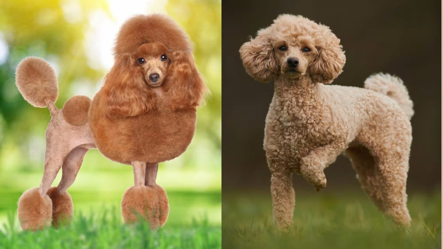 Toy Poodle Guide
