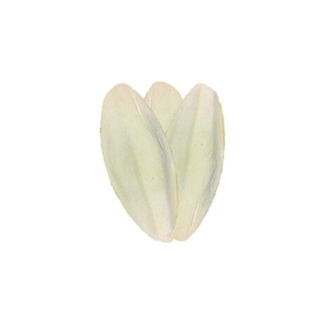 Σουπιοκόκκαλο Small Χύμα