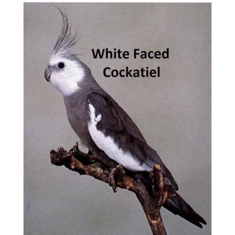 Κοκατίλ White Faced Mix