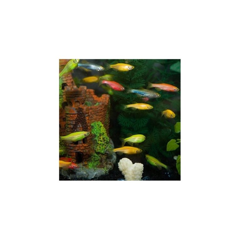 zebra-danio-colour-mix