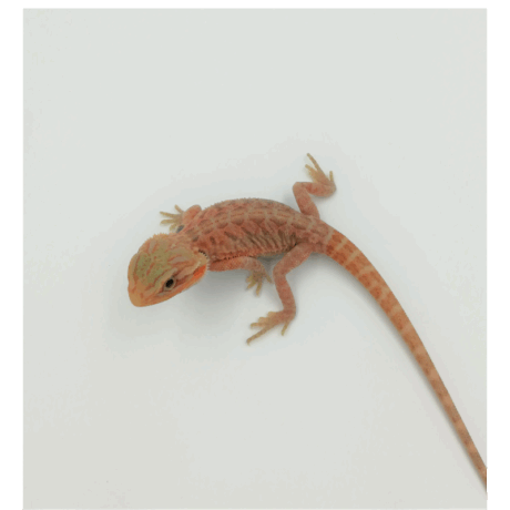 Γενειοφόρος Δράκος