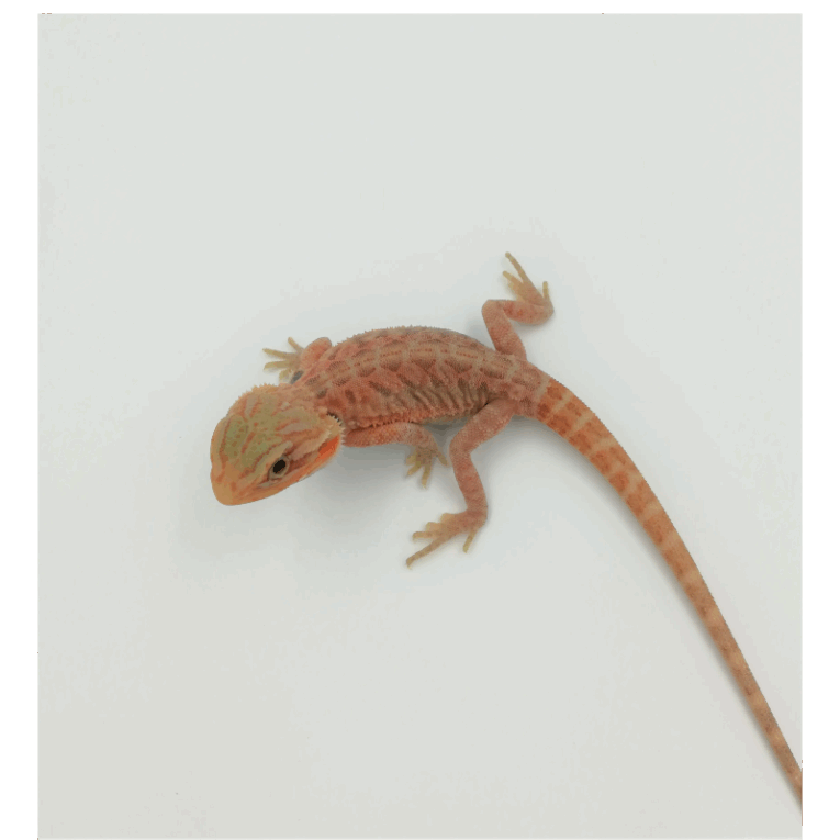 Γενειοφόρος Δράκος