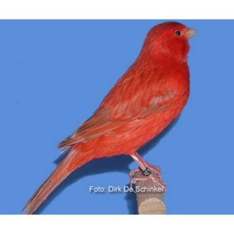 Καναρίνι Κόκκινο Ιζαμπέλ