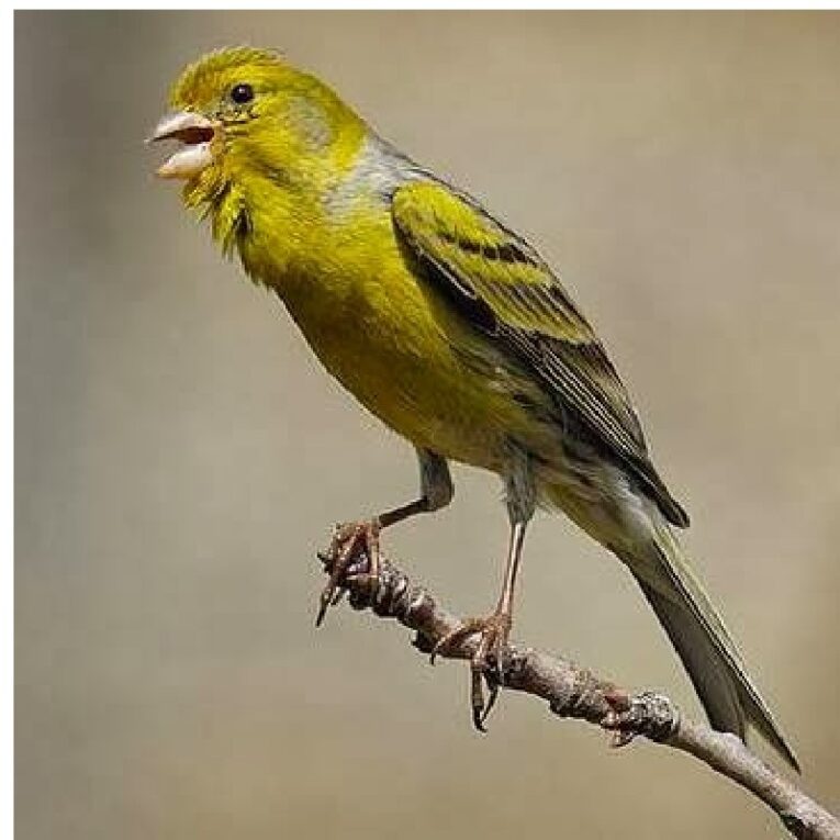 Καναρίνια Timprado