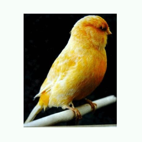 Καναρίνια Νόργουιτς