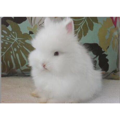 Κουνέλι Μίνι Λιονταράκι