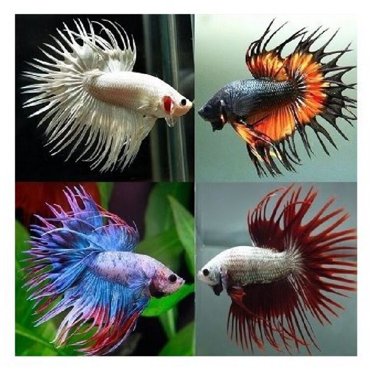 Μονομάχος Crowntail Διάφοροι χρωματισμοί