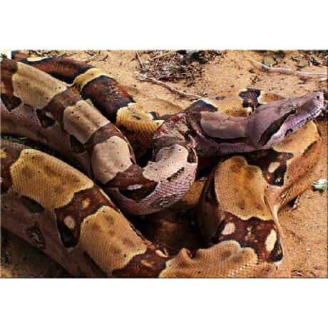 Boa Constrictor