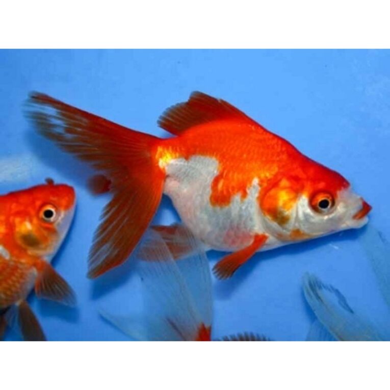 Οράντα ασπροκόκκινα