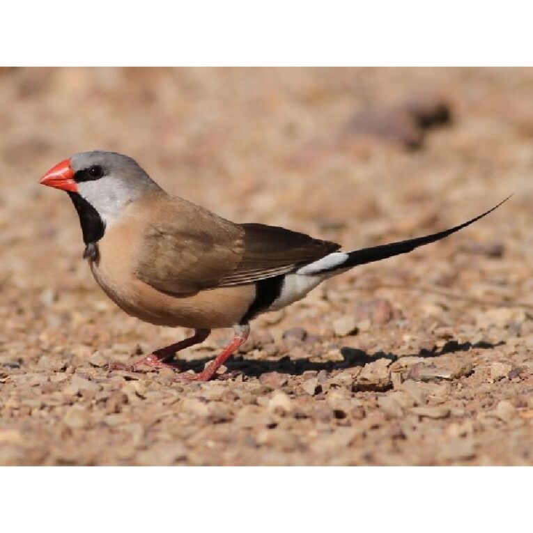 Παραδείσια long tail