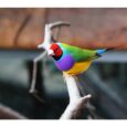 Παραδείσιο Gouldian Finch-Pethellas.