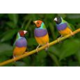 Παραδείσιο Gouldian Finch-Pethellas