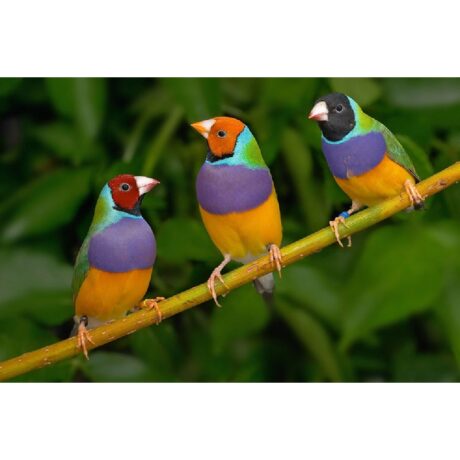 Παραδείσιο Gouldian Finch