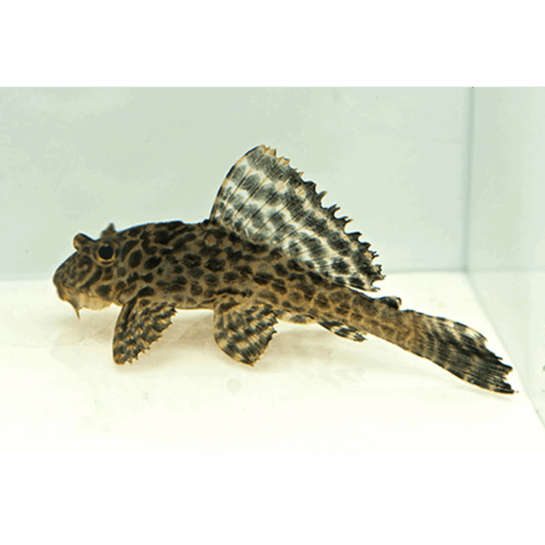 Πλεκόστομοι-Leopard-Sailfin