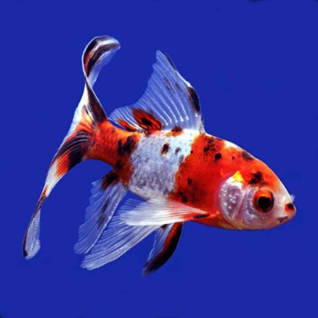 Χρυσόψαρα Σουμπούκιν Shubunkin (Carassius Auratus Auratus) 4-5Cm