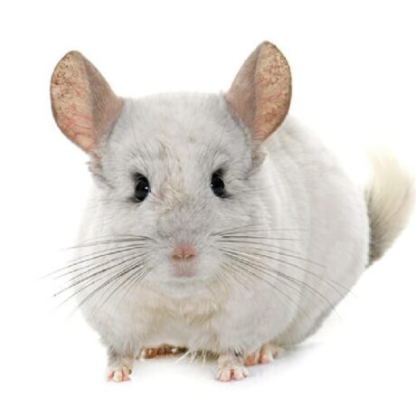 Τσιντσιλά Λευκό