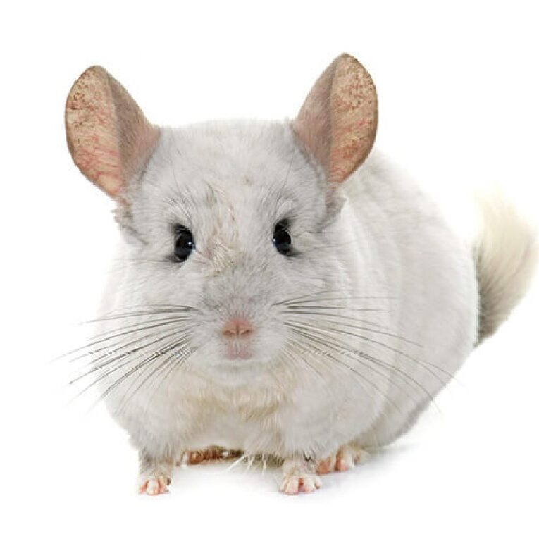 ΤΣΙΝΤΣΙΛΑ ΛΕΥΚΑ