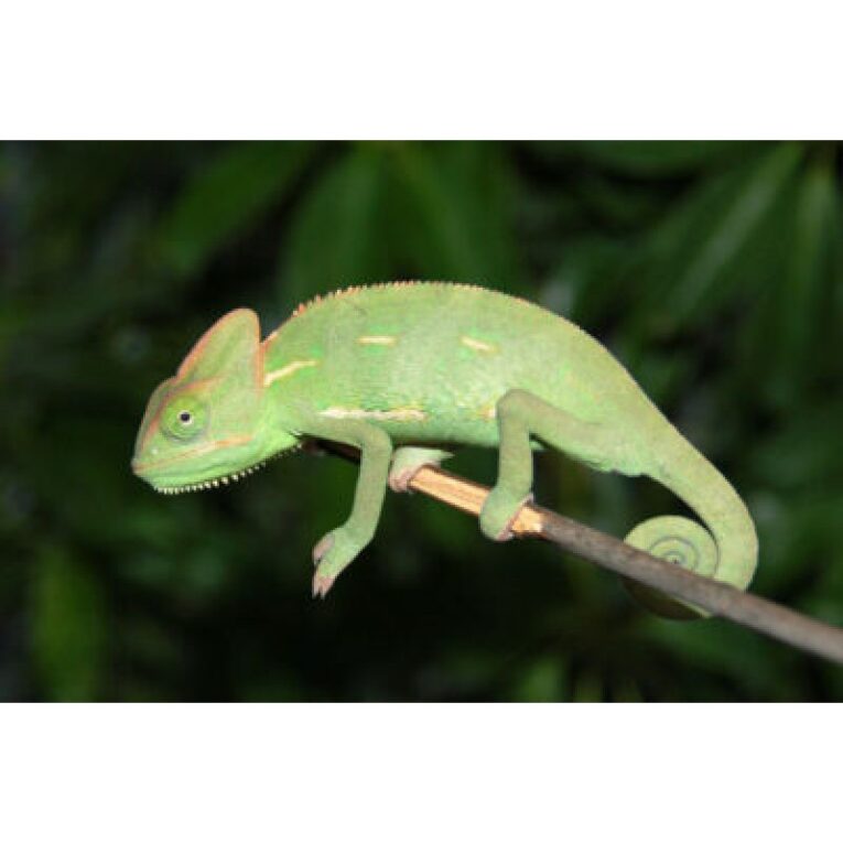 Χαμαιλέοντες calyptratus