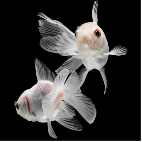 Χρυσόψαρο Oranda White Fantail  5-6 cm