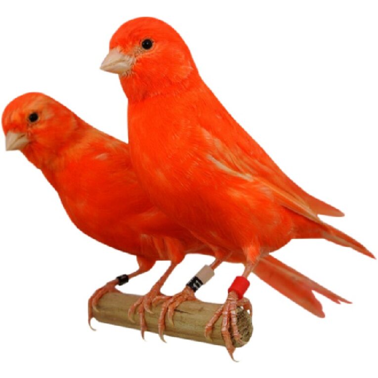 κοκκινα λιποχρωμικα