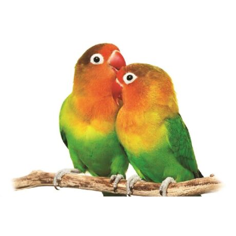 Παπαγαλάκια Love Birds Peach Faced