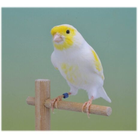 Καναρίνια Μοζάικ Κίτρινα Αρσενικά