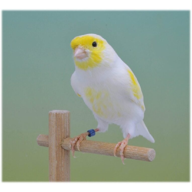 μοζαικ κιτρινο